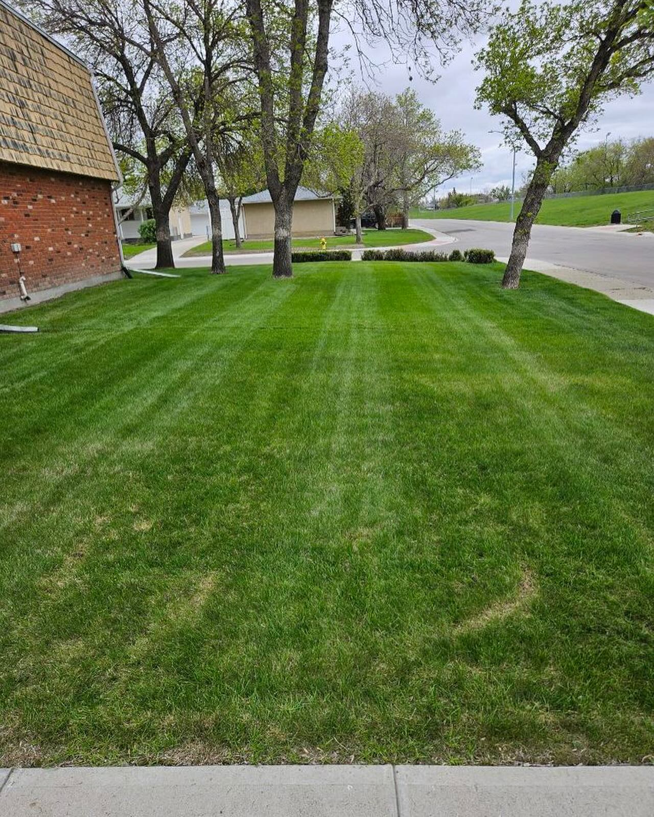 Lawn Clean Up